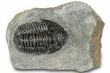 Bargain, Detailed Gerastos Trilobite Fossil - Morocco #311243-1